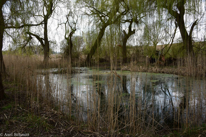 21.03.2026 Der Erlenweiher hält das Wasser gut zurück.