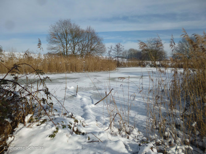27.01.2026 Der leicht gefrorene Teich hält den Schnee fest.