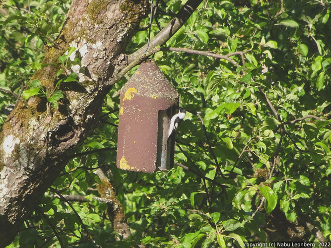 Halsbandschnäpper - 13.Mai 2022 am Mesner.