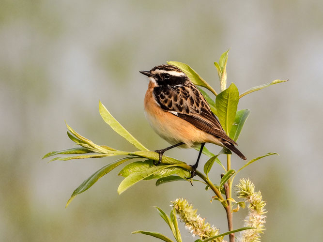 Braunkehlchen (Foto: Kathy Büscher, NABU Rinteln).
