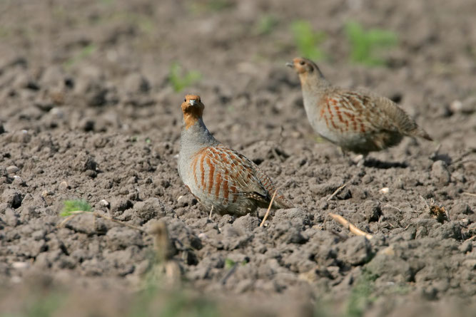 Foto von zwei Rebhühnern auf einem abgeernteten Feld.