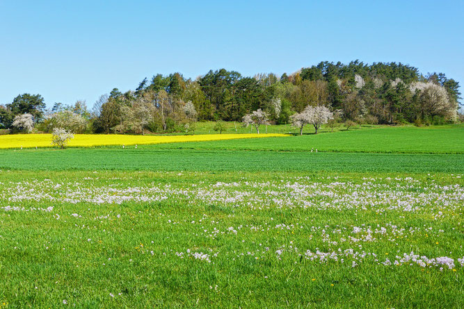 „Sengelsberg“ - markanter Berg mit Fernsicht (Foto: Wolfgang Lübcke)