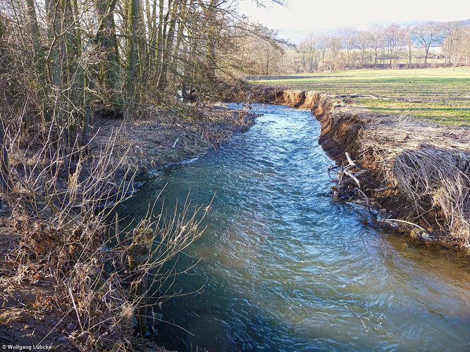 Die Wese an der Grundmühle bei Giflitz. Der Erlen-Galeriewald bildet den       charakteristischen Uferbewuchs. (Foto: Wolfgang Lübcke)