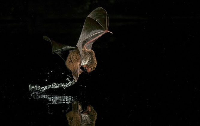 Wasserfledermaus - jagt über Stausee von Affoldern und Kiesbaggerteichen (Foto: Marko König)