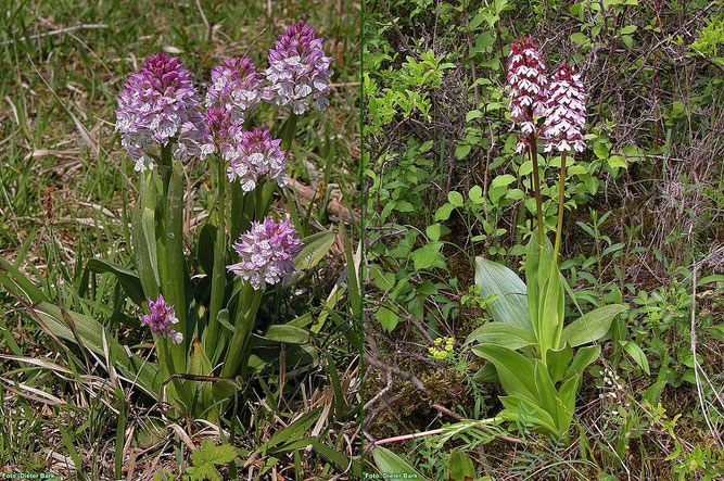 Links: Seinen Namen verdankt das Dreizähnige Knabenkraut der Form seiner Blütenblätter.   Rechts: Das Purpur-Knabenkraut ist eine der größten und schönsten heimischen Orchideen. Fotos: Dieter Bark