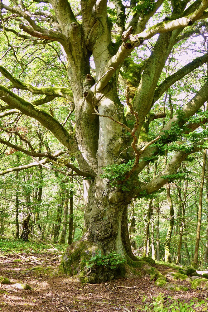 Eine prächtige alte Hutebuche (Foto: Wolfgang Lübcke)