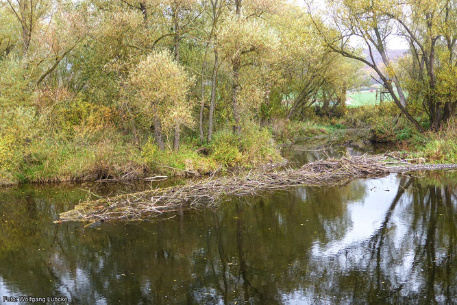 Bei dem Niedrigwasser der Eder kommt der 2020 gebaute Biberdamm bei Wega/Wellen gut zur Geltung. Foto: Wolfgang Lübcke