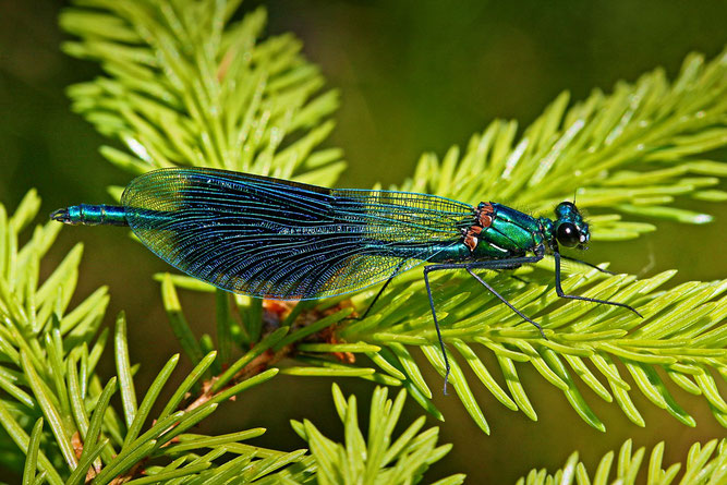 Der wissenschaftliche Name der Gebänderten Prachtlibelle bedeutet   "Glänzender Schönflügel". (Foto: Jochen Tamm)