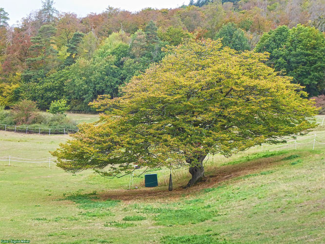 Hainbuche im Herbst (Foto: Sigrid Meier)