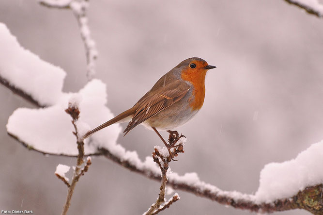 Positives Ergebnis bei der Wintervogelzählung an der Eder: Amsel, Kohlmeise und Rotkehlchen (Fotos: Dieter Bark)