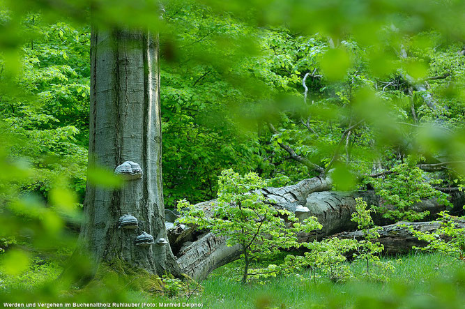 Werden und Vergehen im Buchenaltholz Ruhlauber, Foto: Manfred Delpho