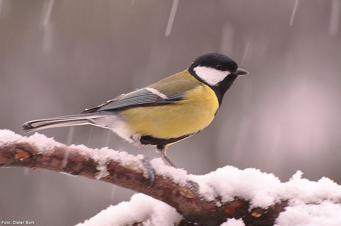 Positives Ergebnis bei der Wintervogelzählung an der Eder: Amsel, Kohlmeise und Rotkehlchen (Fotos: Dieter Bark)