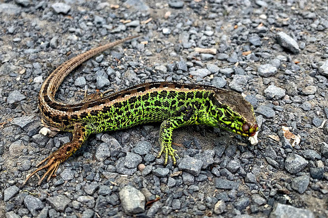 Zauneidechsen-Männchen auf besonntem Schotter (Foto: Gisela Schäfer) 