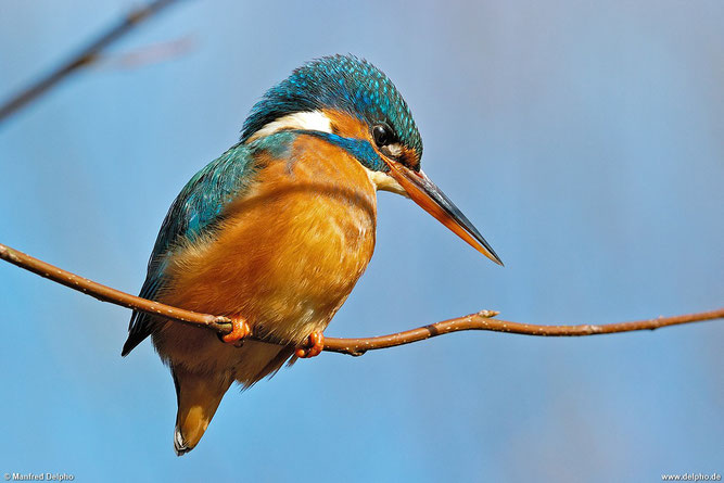 Eisvogel-Weibchen (Foto: Manfred Delpho)