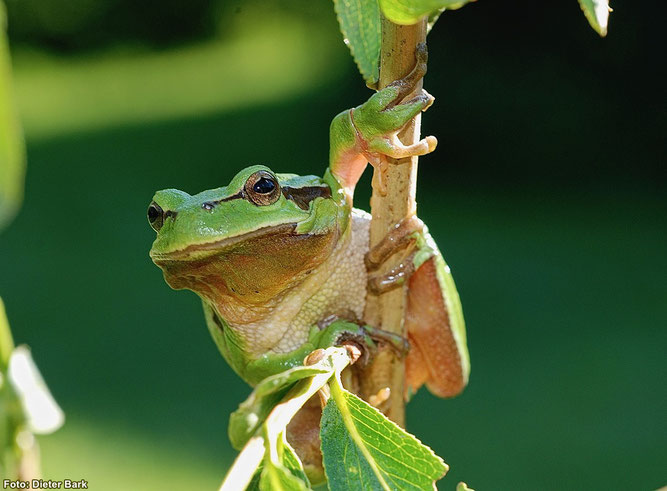 Laubfrosch an der Schwimmkaute bei Mehlen (Foto: Dieter Bark)