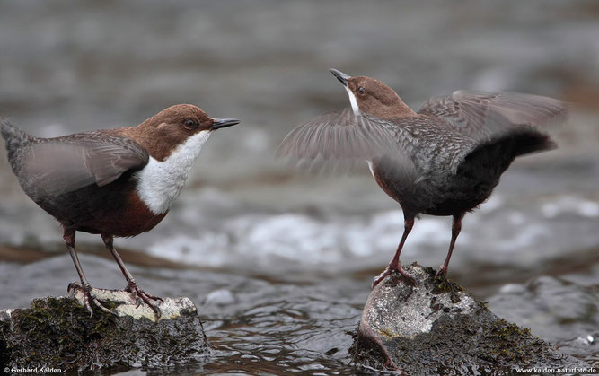 Balzendes Wasseramsel-Pärchen (Foto: Gerhard Kalden)