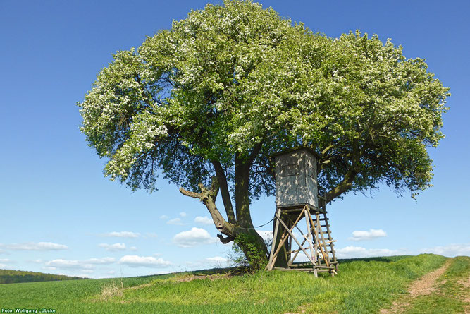 Wildbirne in voller Blütenpracht bei Böhne (Foto: Wolfgang Lübcke)