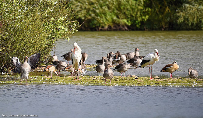 Rastende Störche, Grau- und Nilgänse (Foto: Hermann Sonderhüsken)