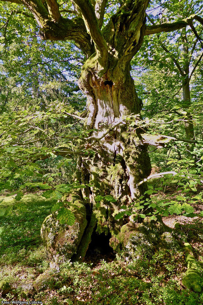 Der Holzmulm in der Höhle am Stammfuß der alten Huteeiche ist Lebensraum des seltenen Eremiten. (Foto: Wolfgang Lübcke)