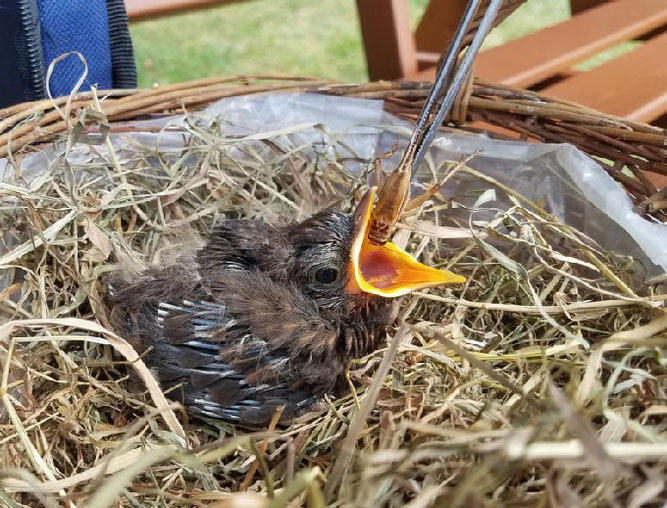 Fütterung eines Jungsvogels mit einer Pinzette