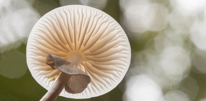 Der sehr schöne Buchen-Schleimrübling. Der Inhaltsstoff „Strobilurin A“ aus dessen Myzel wird als Antimykotikum (Trivialname Mucidin) zur Behandlung von Hautpilzerkrankungen verwendet. (Foto: NABU/Wilfried Martin)