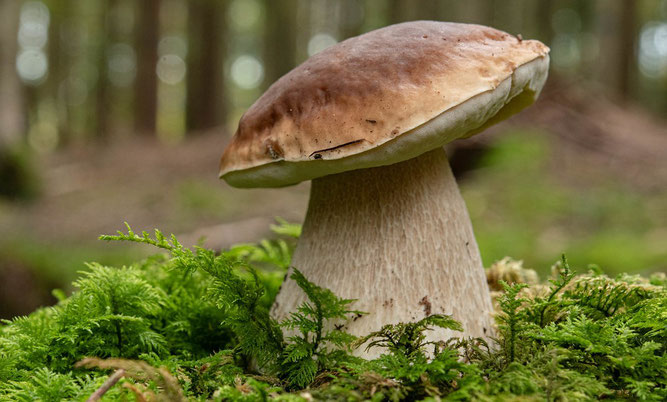 Die Wurzelsymbiose zwischen Pilzen und Pflanzen ist vielgestaltig. (Foto: Ulrich Sach/www.naturgucker.de)