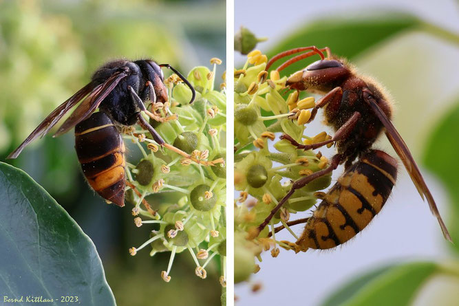 Vergleich: links die Asiatische (Vespa velutina) und rechts die Europäische Hornisse (Vespa grabo) an Efeu.  Foto: Bernd Kittlaus/NABU-naturgucker.de