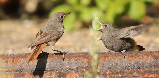 Ein junger Hausrotschwanz (rechts) hat mächtigen Hunger. (Foto: NABU/Jan Piecha)