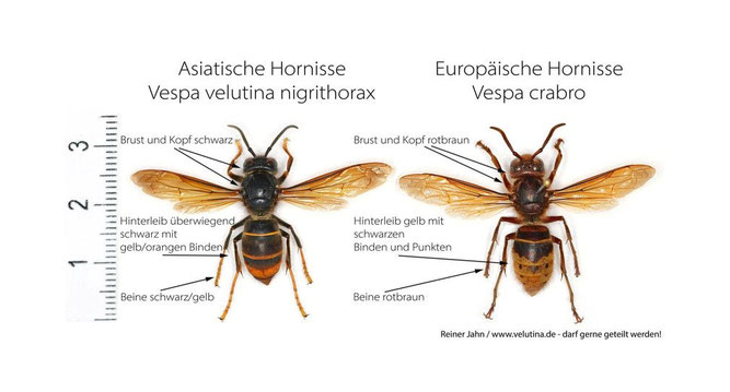 Vergleich der Asiatischen (Vespa velutina) und der Europäischen Hornisse (Vespa grabo). Foto: Reiner Jahn / www.velutina.de