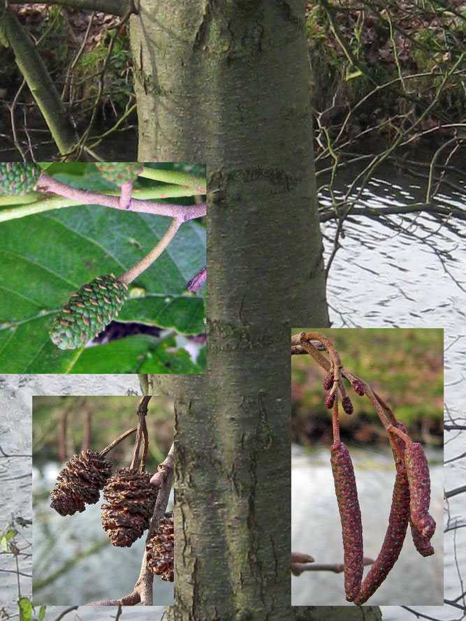 Schwarzerle links junge und verholzte Zapfen und rechts weibliche und männliche Blüten