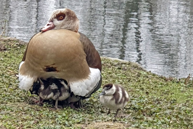 Nilgans mit Jungen