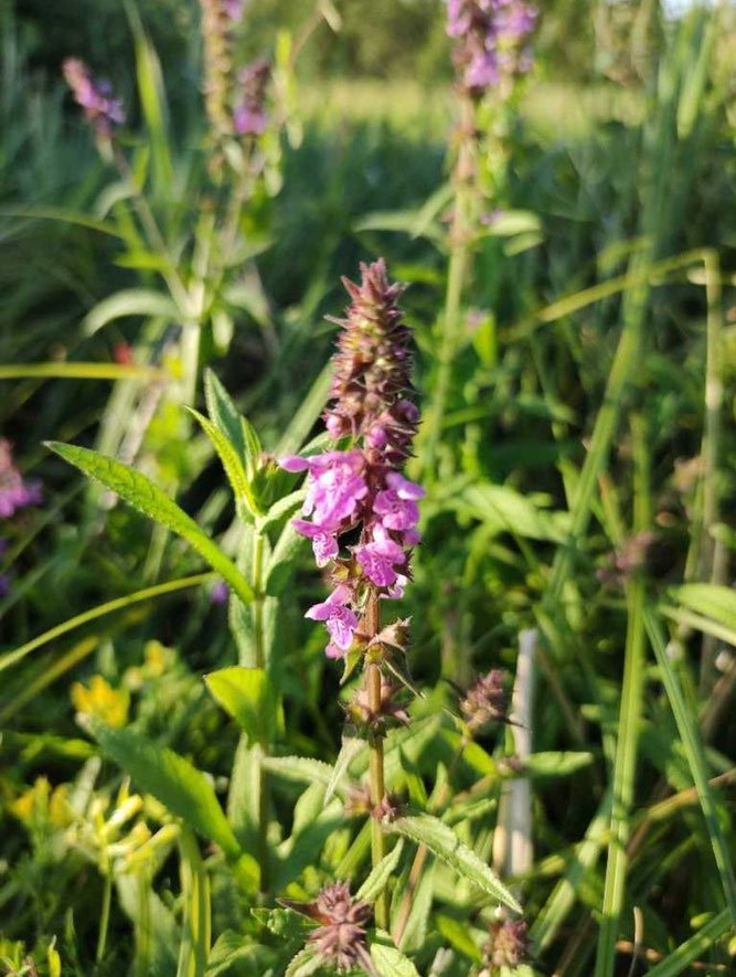 Sumpf-Ziest (Foto: Nisse Kremser)