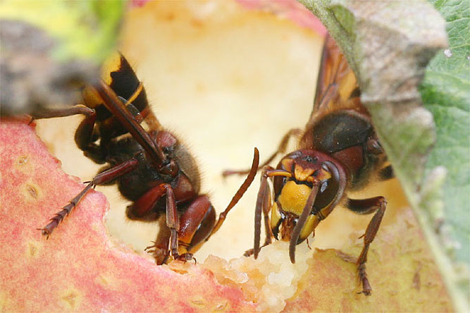 Hornissen fressen an Apfel - Foto: Helge May