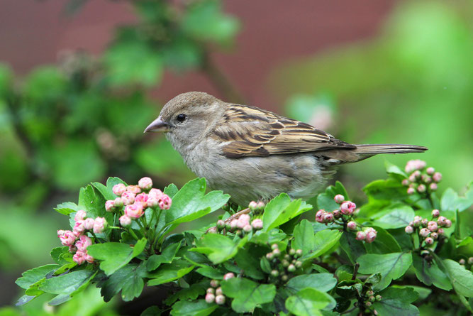 Foto: C. Moning
