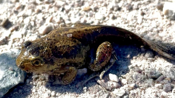 Junge Knoblauchkröte auf dem Weg in ihr neues Zuhause - dank der Arbeit des NABU. Foto: ÖNSOL