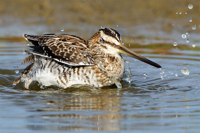 Die Bekassine wird auch "Meckervogel" (Himmelsziege) genannt. - Foto: Frank Derer 140814-nabu-bekassine-frank-derer5.jpeg 