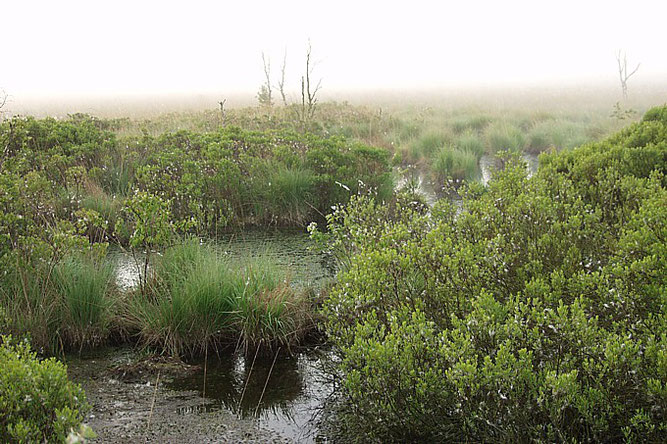 141006-nabu-moor-im-nebel-bernd-ziesmer.jpeg