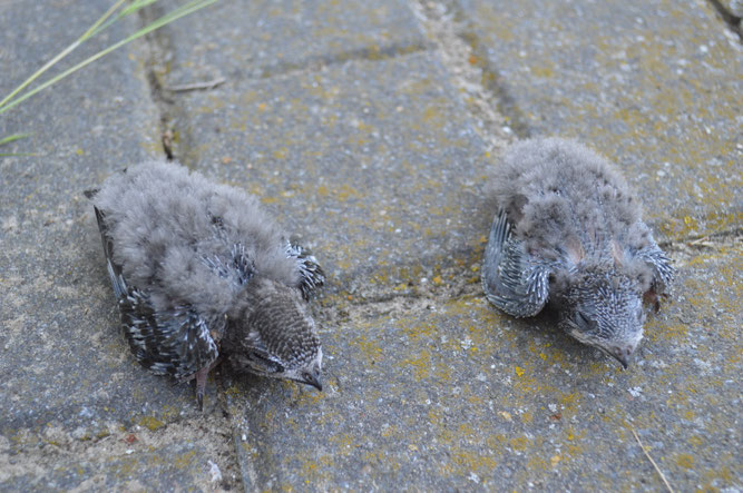 Gesprungene Mauersegler-Junge. Foto: NABU/Ludger Frye