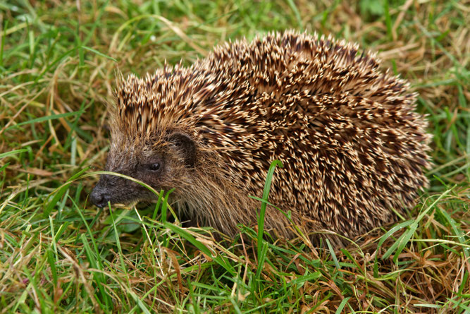 Ein Igel im Klünpott. Foto: Murphy-Bokern