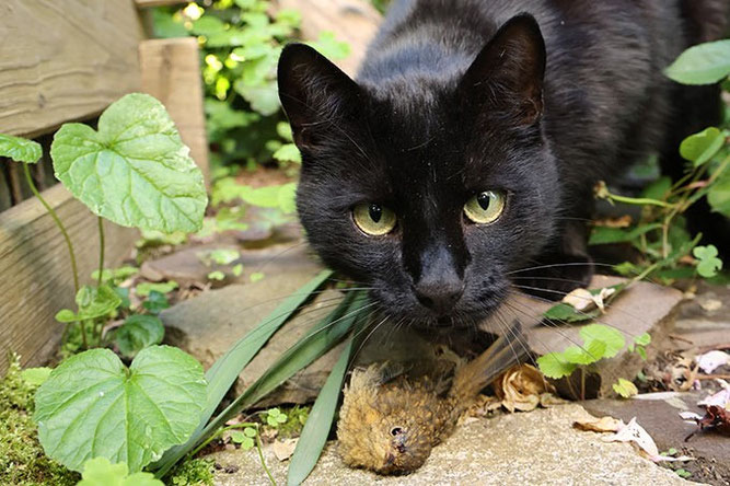 Hauskatze mit erbeutetem Rotkehlchen. Foto: NABU/Jan Piecha