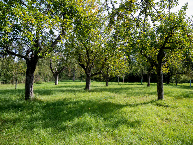 Streuobstwiese, Apfel, Herbst