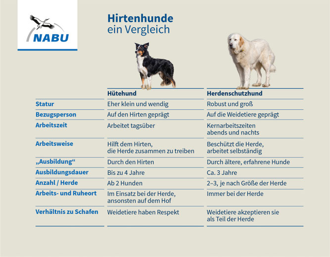 NABU zum Tag des Wolfes