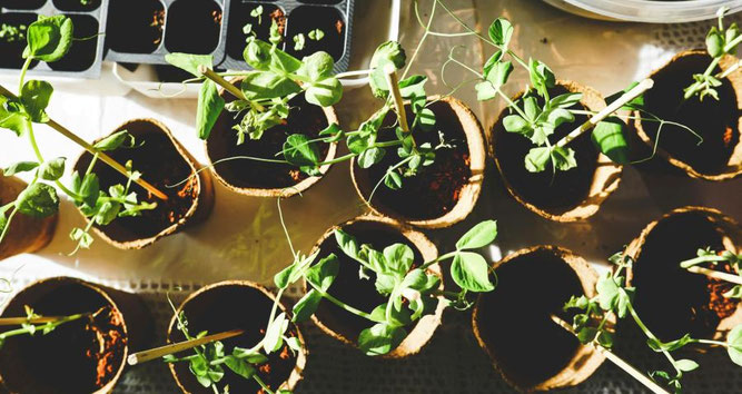 Foto: Pixabay, Corin