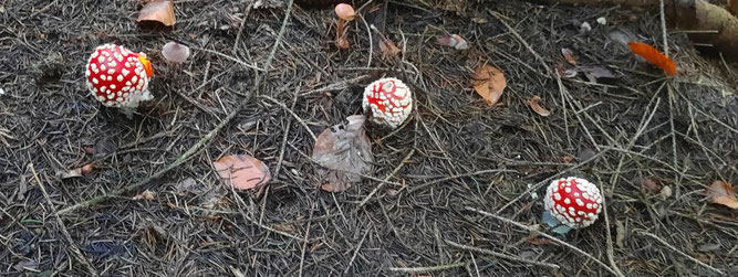 Fliegenpilz (Amanita muscaria)  Foto: Günter Künsting