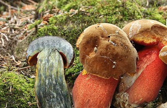 Flockenstieliger Hexen-Röhrling (Neoboletus erythropus). Quelle: Wikipedia