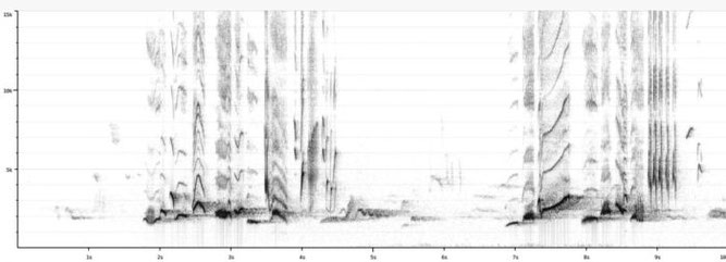 Sonogramm eines Amselgesangs