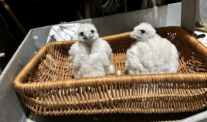 Sonni und Albrecht, zwei Terzel. Foto: Andreas Kellner