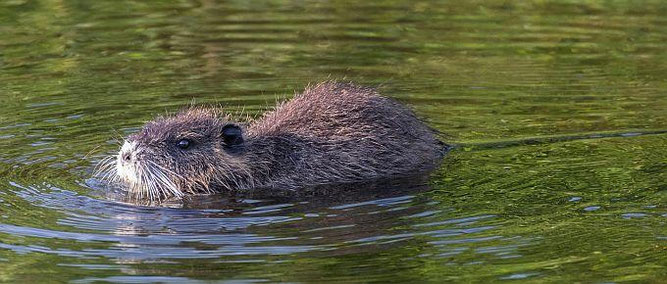 Eine schwimmende Nutria, viel vom Rücken ist sichtbar. Auffällig sind die weißen Barthaare. Foto: pexels/Aaron J Hill