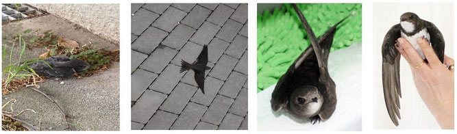 Fotos Mauersegler: Kirsten Dressel (Küken links, Mitte links), Eva Brendel (Mitte rechts und Alpensegler rechts).