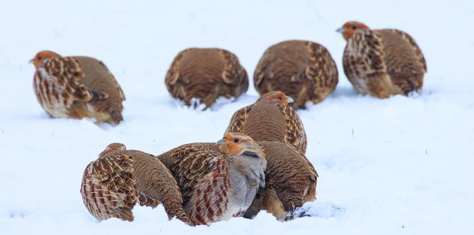 Foto: Herrmann Hirsch/NABU